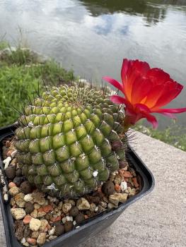 Preview: Sulcorebutia mariana